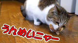 [猫] 干し肉ゴリゴリ食べるにゃ。これはもう運命にゃ