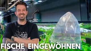 Fische richtig eingewöhnen: Diese Fehler darfst du nicht machen!