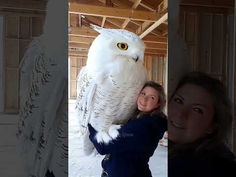 കണ്ണുതള്ളി നോക്കുമെന്നേയുള്ളൂ, പാവമാ... 🦉❤️