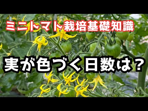 トマトの収穫:いつ、どのように行うか 植物
