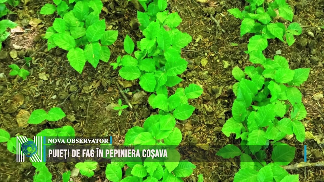 Puieți de fag în pepiniera Coșava