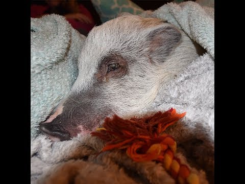 Is This Pig Possessed By a Demon?