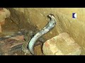 വാവയെ കടിച്ച മൂർഖനെക്കാൾ അപകടകാരി | Vava Suresh | Snakemaster EP 770