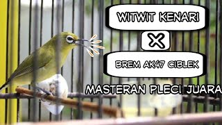 Download lagu masteran pleci witwit kenari sambung brem ciblek mp3 Download lagu masteran pleci witwit kenari sambung brem ciblek mp3