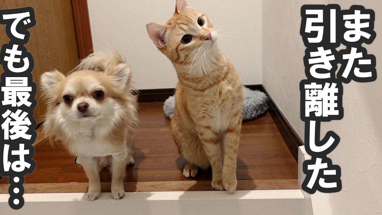 可哀想と言われた翌日、もう一度やってみた結果…