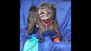Video preview image #1 Pug Puppy For Sale in Cuba, NY, USA