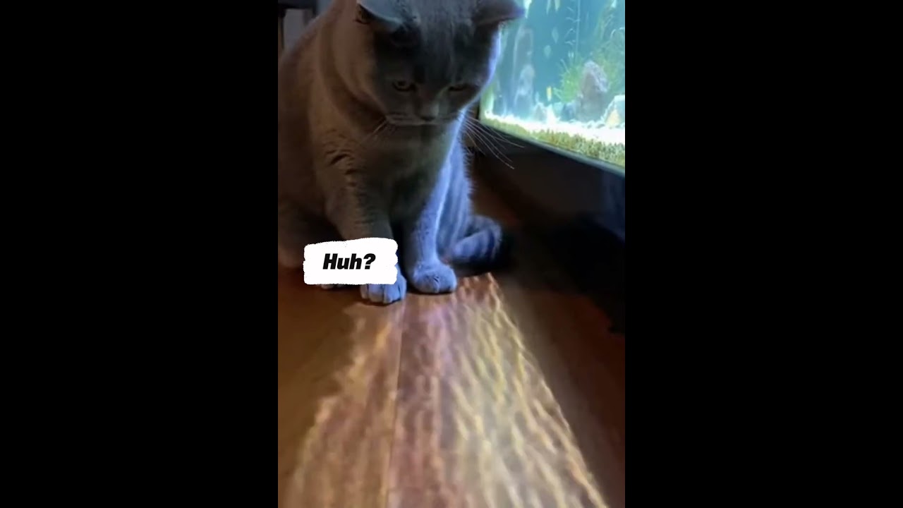 He Thought This Was Real Fish 😳