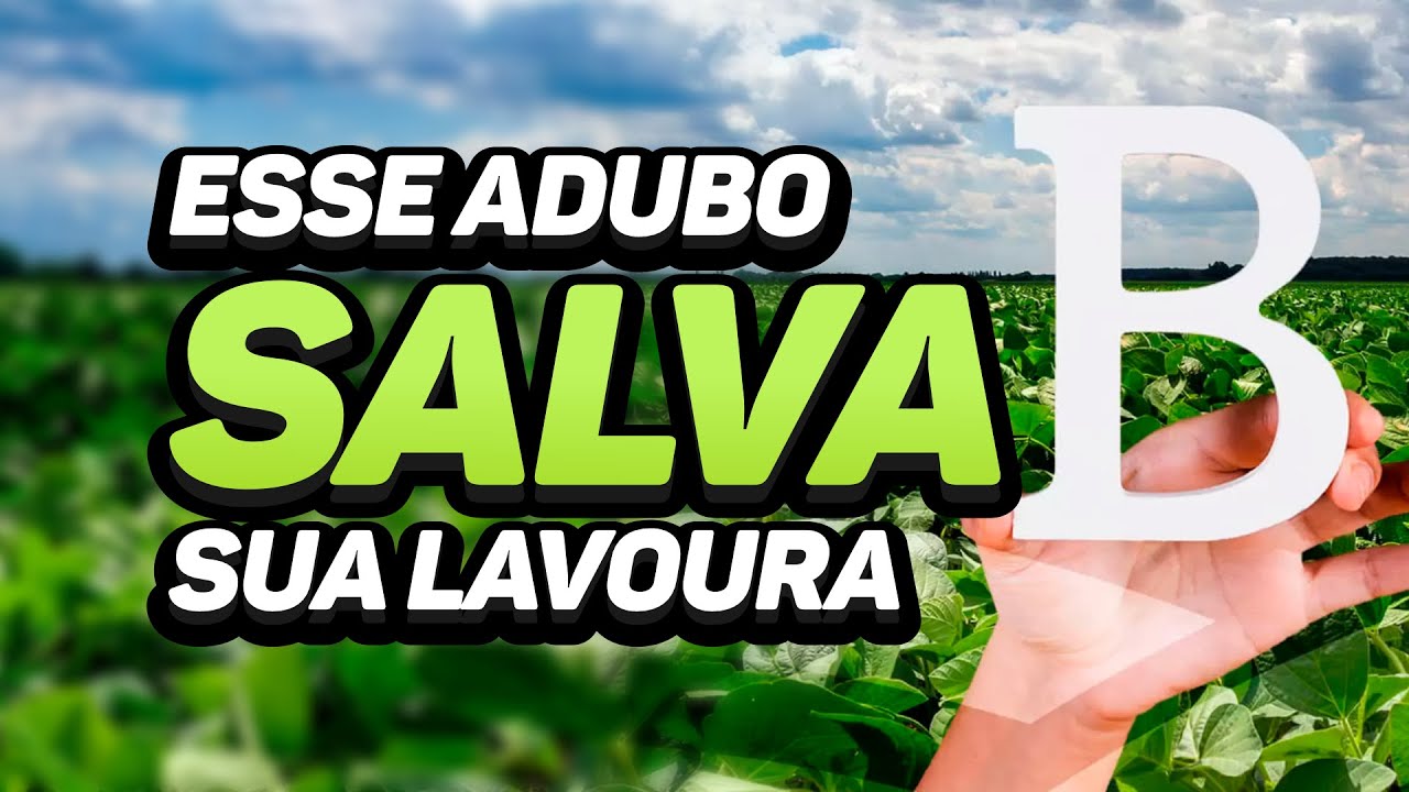 COMO FAZER APLICAÇÃO CORRETA DE BORO