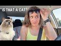 I Took My Cat Shopping
