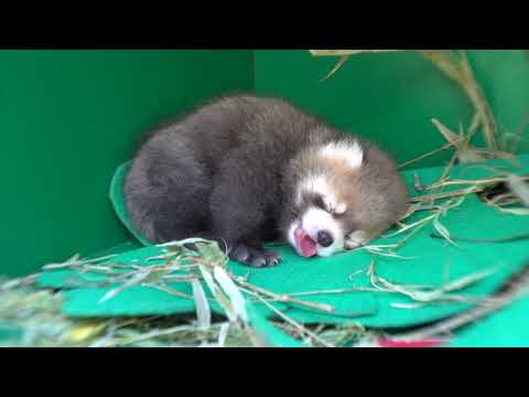Red Panda Cub Yawns, Stretches and Naps
