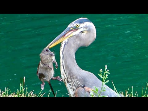 Blue Heron Hunting & Eating: Witnessing a Muskrat Feast