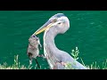 Blue Heron Hunting Eating Witnessing A Muskrat Feast