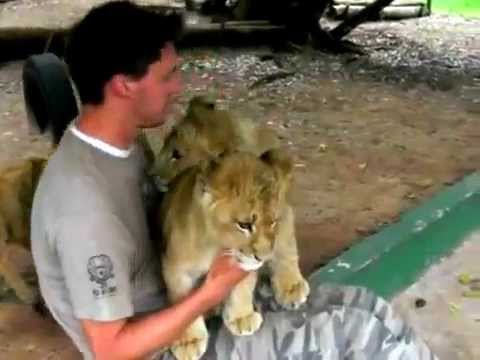 The Lion Hug and Kiss - Adorable!