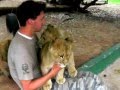 Lion Cubs Give Worker Hugs And Kisses On His Last Day Must Watch Cute
