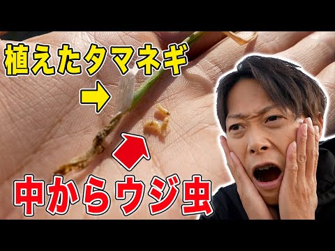 タマネギ ハエ 除虫菊 トラップ ニンジンを取り除く