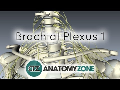 Brachial Plexus - Branches - 3D Anatomy Tutorial