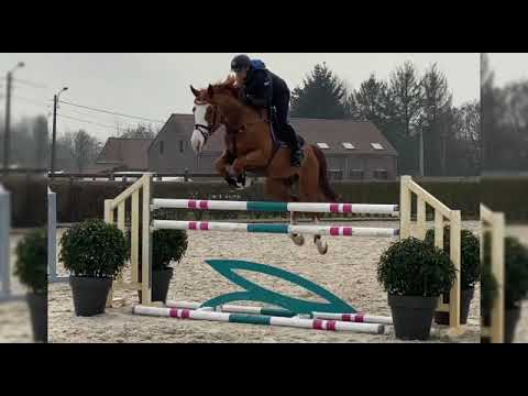 Sold Mexico 🇲🇽 6 yo aganix du seigneur x calvaro for sale 👍👍