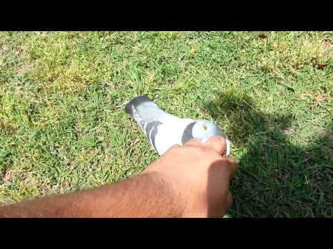 download lagu mp3 mp4 Evil Pigeon, download lagu Evil Pigeon gratis, unduh video klip Evil Pigeon