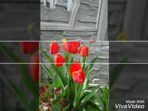 flowers🌼🌸💮🌹🌺🌻