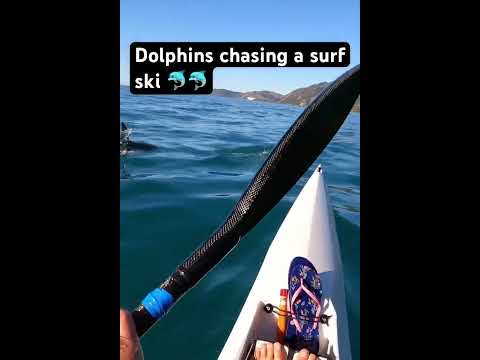 Dolphins chasing a surf ski