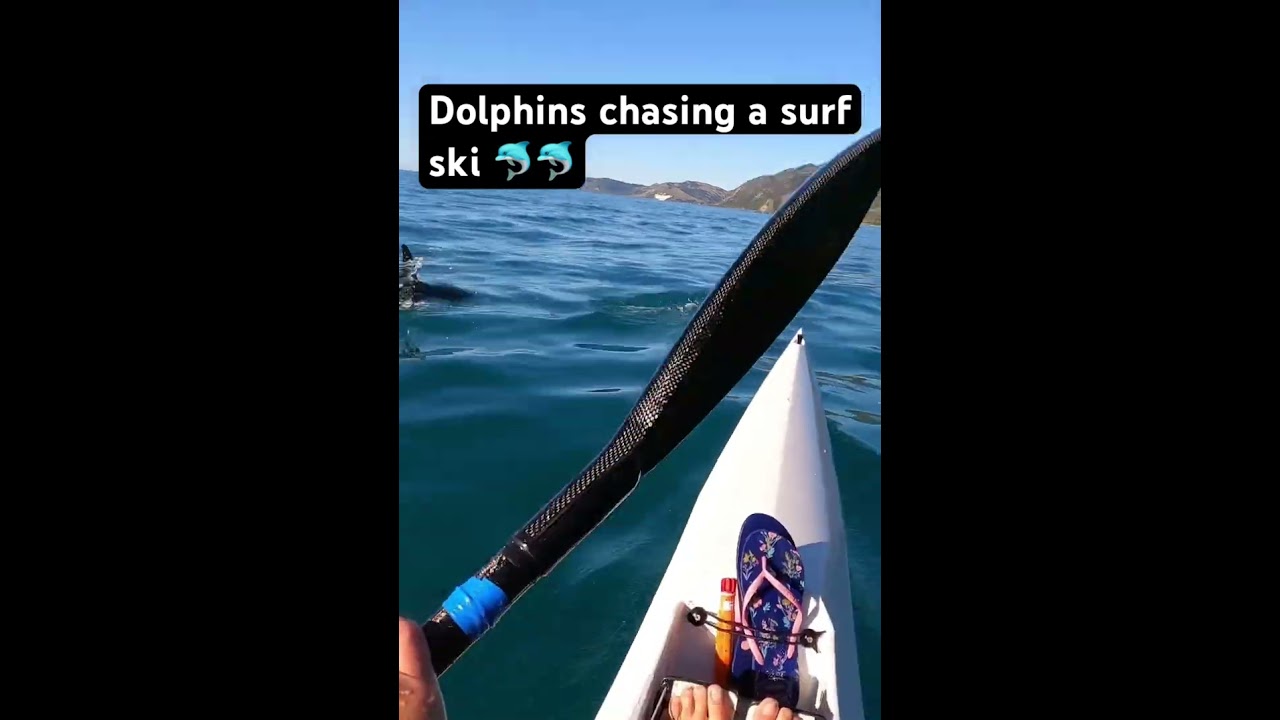 Dolphins chasing a surf ski