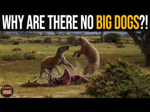 If There Are Big Cats, Why Are There No Big Dogs?!
