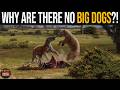 If There Are Big Cats, Why Are There No Big Dogs?!