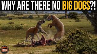 If There Are Big Cats, Why Are There No Big Dogs?!