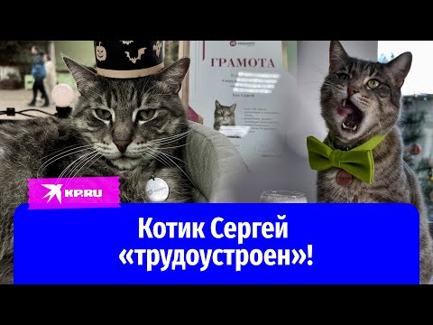 Котика Сергея из Зеленоградска пристроили пиарщиком