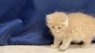 サイベリアンの動画01