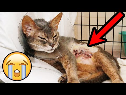 SIGNS OF CANCER IN CATS