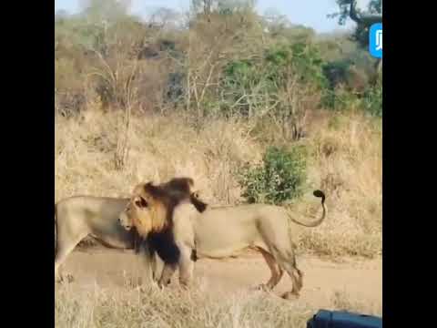 Mapogo Bad Boys Mr. T & Kinky Tail