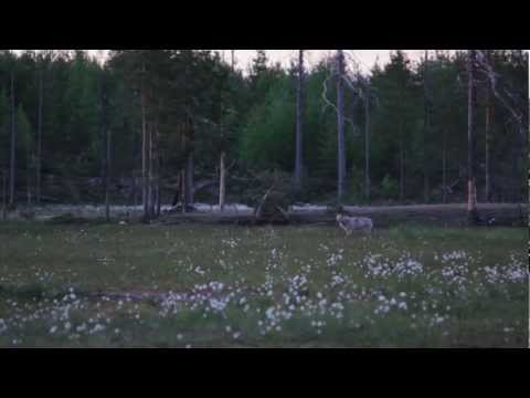 A Night In Kuhmo