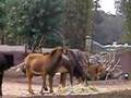Sable Antelope 1