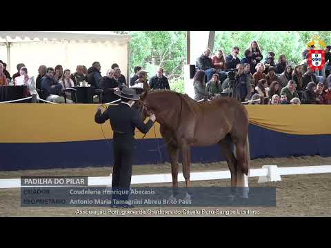 240128 62 Padilha do Pilar - Aprovação de Reprodutores