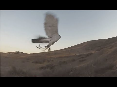 Mango Misses Rabbit - 11/19/2014 (European Goshawk Footage)