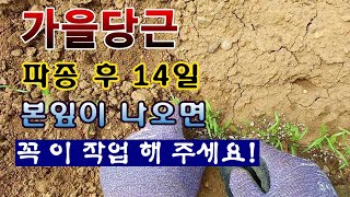 [텃밭농부 2,054]  가을당근 파종 후 14일. 본잎이 나오면 꼭 이 작업 해 주세요! #당근재배