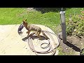 Family Saves Chihuahua From Coyote S Jaws