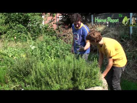 Jugendhaus Raesfeld bekommt einen Garten - Heimatreport.TV