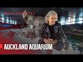 Billy Connolly - Auckland aquarium - World Tour of New Zealand