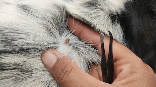 Coco ticks #animals #pets #dogs