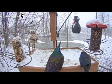 Common Grackle and Brown-headed cow bird  Video 2017 03 04 080649