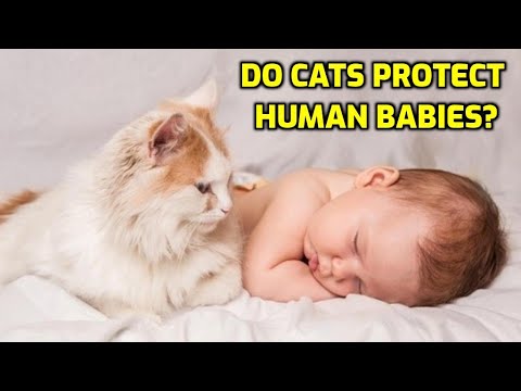 Can Cats Be Protective Of Babies?