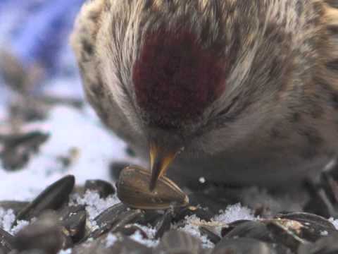 Redpoll Irruption