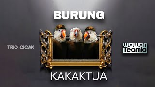 Download lagu BURUNG KAKAK TUA  --- Wawan Teamlo  a.k .a  TRIO CICAK  (  ) mp3