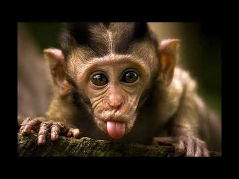 Dj Megamix Mix 81 Joke 3