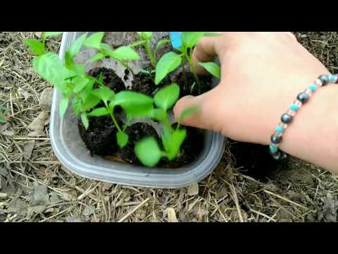 # 5 Planting Peppers and Checking on Garden Growth Plus Fertilizer