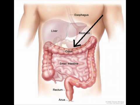 anatomy of digestive system.wmv