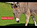 Animal Sounds Donkey Sound Farm Animals Animal Sounds Real