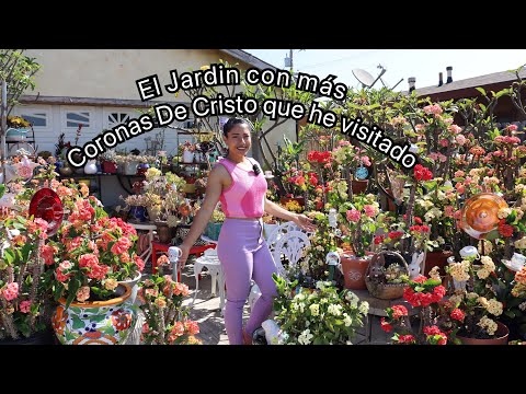 Así es como la señora Guillermina cuida sus Euphorbia milii.